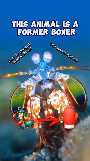 This animal has a strong and fast punch #fyp #shorts #animals #punch