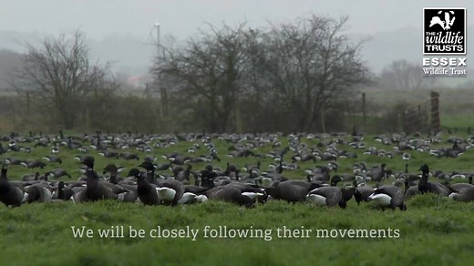 2.5K views · 58 reactions | Following the epic migration of the Brent...