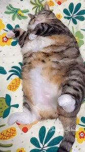 Ini tong dram ke ape ni 😆 #cat #reelsvideo #gelagatsibulus #oyen #kucinglucu | Gelagat Si Bulus