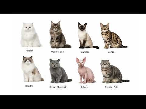 All Cat Breeds Explained (Part 1)
