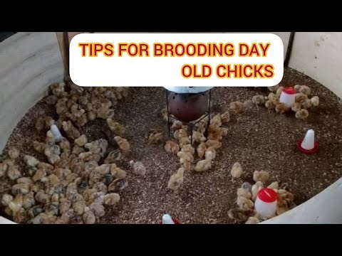 HOW TO BROOD CHICKS 100% WITH ZERO PERCENT MORTALITY....
