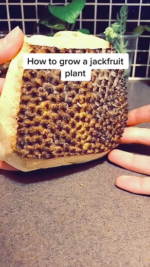 #HowTo grow jackfruit seeds into a cute lil plant😍 #plants #gardening101 #jack #fruit #howtowithjessie #growth #cool #garden #tips #fyp #thankful #4u
