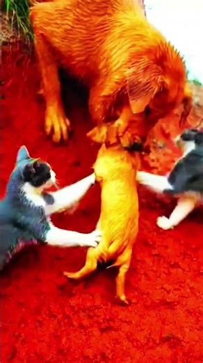 dog bacca ta akta gotto modde pore gelo#shortvideo #shorts #trending #viralvideoforyou