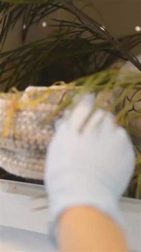 We 💛 our pollinators! For Australian Pollinator Week, we’re shining a spotlight on some of the incredible species we treat that keep our ecosystems in bloom! 🍃 Flying foxes aren’t the only mammals that keep our ecosystems thriving (see our precious post)- gliders are important pollinators too! 🌱 Sugar gliders and squirrel gliders spend their nights running across branches and gliding from tree to tree, feeding on a variety of insects, tree sap, nectar and pollen!🌺 They transport a range of s