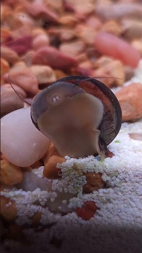 Do you have an algae problem in your fish tank? Nerite snails are the perfect solution!