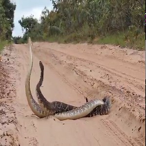 2.4M views · 10K reactions | Rattlesnake Courtship behavior | University Animals | Facebook