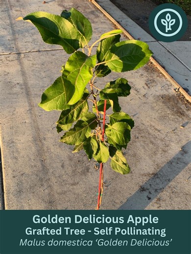 Golden Delicious Apple Tree | Grafted & Self Pollinating Fruit Tree | Ships in Jumbo Ellepot - Etsy