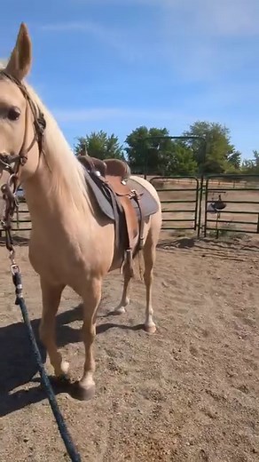 Here is a little tip on pushy horses that like to shoulder in! I make sure my horses know how to move shoulders, hind end, and respond to my body before ever asking to lunge on a rope. #tipoftheday #horsemanship #howtolunge #pushyhorses #fyp #naturalhorsemanship #EducationalPost #horsewhisperer #confidence #groundwork #horsetips | Cowgirl Tuff Colt Training