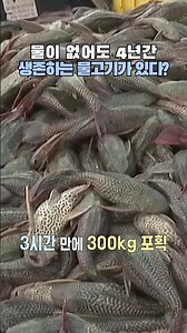 말레이시아 강을 점령한 아마존 괴물 메기