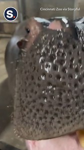 36K views · 2.3K reactions | The Cincinnati Zoo’s beloved hippo Fiona celebrated her seventh birthday with melons and a birthday cake! | storyful | Facebook