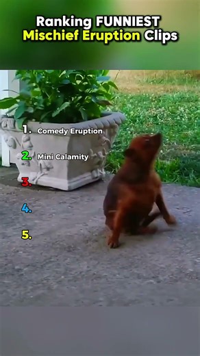 Ranking FUNNIEST Mischief Eruption Clips P.1 || #shorts #ranking #rankingshort #funnyshorts