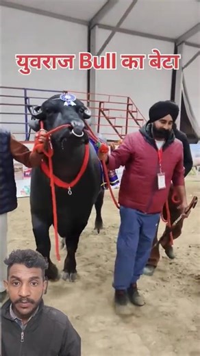 Son of Yuvraj Bull Wins Competition | A Truly Magnificent Champion