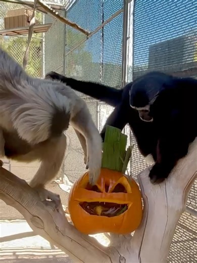 Gibbon Conservation Center on Reels