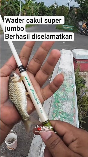 Directly strike a jumbo wader🔥 #fishing #mantapfishing #fishing #mancingmania