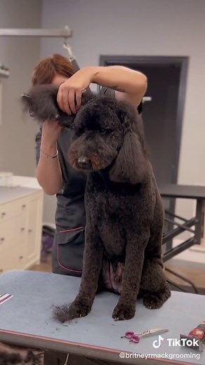 Black Goldendoodle Teddy Bear Haircut | Pet Grooming in Jacksonville, NC
