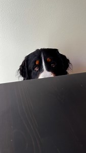 Like…. I wanna know | Bentley Boo Bear