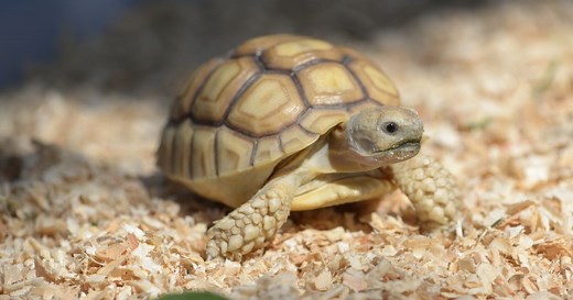 DIY Tortoise Table Guide: Build Your Own Habitat 🐢