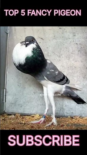 top 5 fancy pigeon