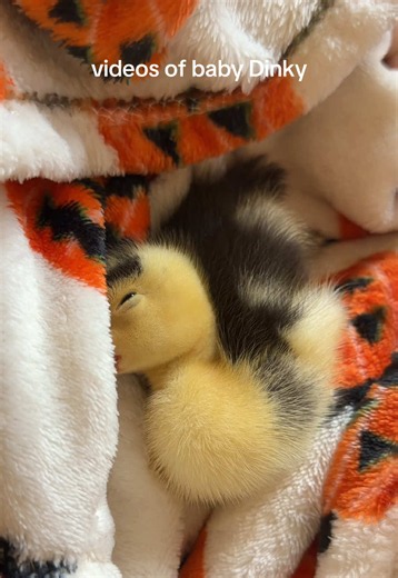 Adorable Baby Duckling Moments: 'He Was So Wittle'