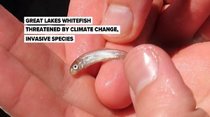 6.8K views · 42 reactions | : https://l.mlive.com/418p5u Whitefish are a commercial mainstay on the Great Lakes and are culturally significant to Michigan's indigenous tribes. The fish are already threatened by invasive species. Now evidence indicates whitefish, which lay eggs on shallow reefs that rely on winter ice cover, are also being squeezed by shifting temperatures. | MLive.com | Facebook