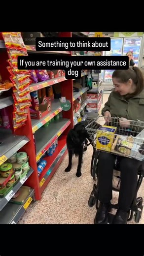 Just something to think about if you are training your own assistance dogs. Often general and public access training starts first. Then people get to a certain point with their public access training and their dog is doing well. They are able to go into public access and act like an assistance dog. That is only part of the training In order for a dog to be an assistance dog, they have to help their disabled handler access services. This is normally achieved through trained tasks. If your dog is 