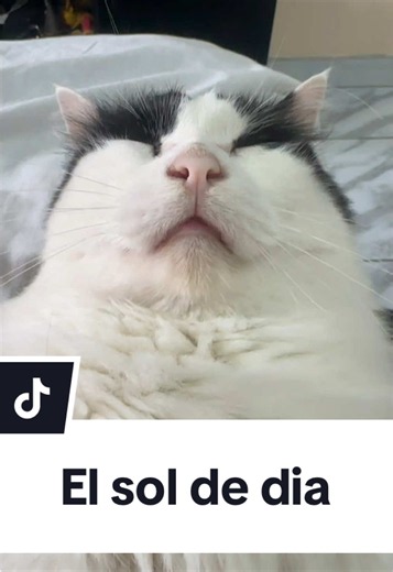 La luna hace de día ?? 🤨🤨🤨 #gato #michis #mascota #gatos #meme