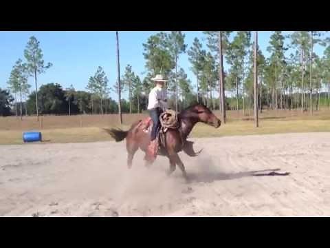 Vaquero Bridle Horse
