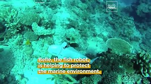 Belle, the inobtrusive AI robot fish, is helping researchers to protect our marine ecosytems