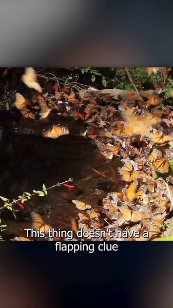 The third Principle of Animation is Antici — — pation. Glen introduces this important principle as he animates the most unpredictable animal to exist, the butterfly. 🦋 Anticipation is necessary for animated movement to tell the audience that something's about to happen. Anticipation is the preparation stage for actions like jumps, squats, punches, and as visualised here — taking flight. #animationlover #animations #principlesofanimation #digitalanimation #motiongraphics #3dgeneralist #digitalan