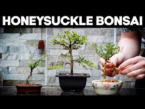 How to Make Bonsai from a Honeysuckle🌼*EASY*