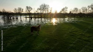 Cheval au pré durant les inondations