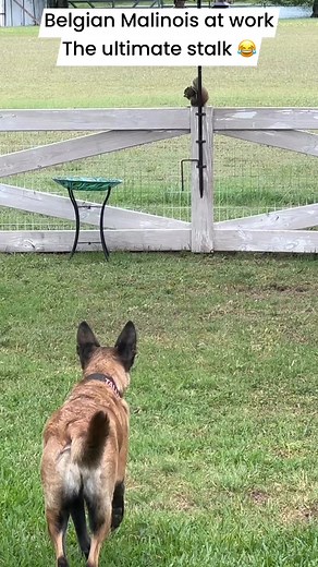 181K views · 2.3K reactions | Belgian Malinois #obediencedogs...