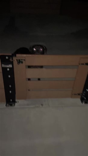 #apbt_game_dog #dogsoftiktok #pitbull #apbt #americanpitbullterrier