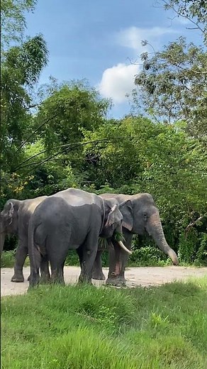 The Secret Life of Asian Elephants | Why These Gentle Giants Are the Heart of Our Ecosystem