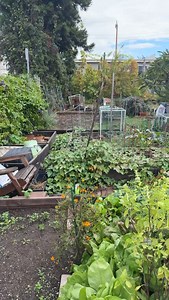 Back in the garden | Chef Lisa Schoen