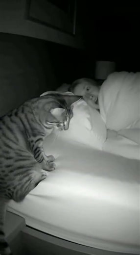 Cat Brought Me a Mouse…