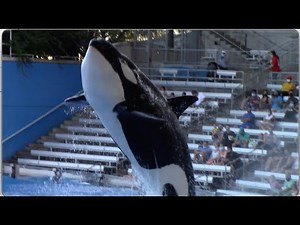 Orca Encounter (Full Show) - SeaWorld Orlando - April 25, 2021