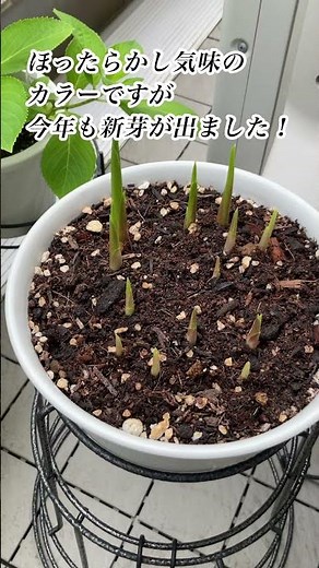 【ベランダ園芸】5月は開花リレー#バラ#ジャスミン #紫陽花#カラー #ガーデニング#花 #rose #flowers