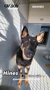 30K views · 2K reactions | Euthanized  Urgent FINAL NOTICE  ...