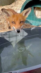 Whitby Wildlife Sanctuary on Reels | Facebook