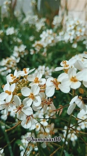 ومن العجائب والعجائب جمة #explore #photography #flowers #اكسبلور #islam #spring #quotes #quran