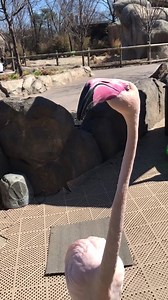 This is Mambo the greater flamingo. Flamingos communicate vocally with a type of honking that is very similar to the sounds that geese make. | Cincinnati Zoo & Botanical Garden