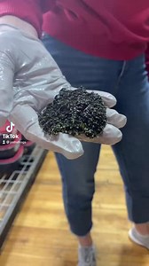 6.9K views · 368 reactions | THE FROG...fannies! Happy Frog Fanny Friday! | Josh's Frogs | Facebook