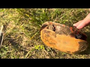 在湖边小径散步，遇到小乌龟，还有……