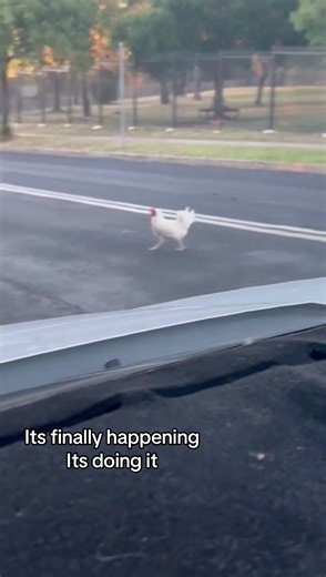 #fyp #chicken #crossingtheroad #funny #viral | chicken crossing the road