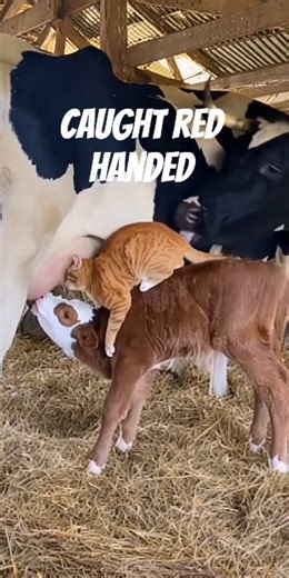 Cow Catches Cat Drinking Her Milk… And Snaps! 💥 #cutebond #shorts #funny #cutecat #cute #cat #viral