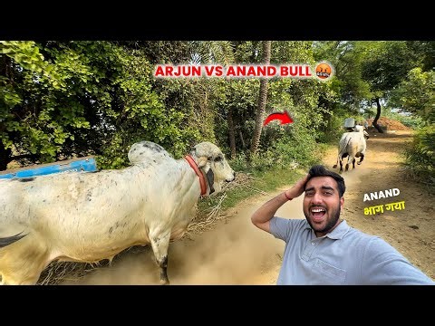 Arjun Vs Anand Bull Fight🤬⚔️Anand Bull Bhaag Gaya😱