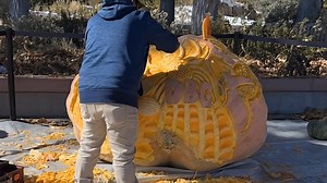 Happy Halloween! 🎃 "Sweet Love," the 1,687 pound giant pumpkin grown by Chad New, has been transformed by professional carvers, Willy Tuz and Jess Parrish, into a botanical work of art! Four hours of carving, time-lapsed into less than 60 seconds! "Sweet Love" will be on display for the next couple of days (weather depending) at the top of the UMB Amphitheater at our York Street location. Colorado Fruit Designs | Denver Botanic Gardens