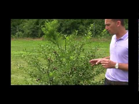 Carmine Jewel Bush Cherry vs. Tart Cherry Trees: Benefits, Harvesting & Care Tips