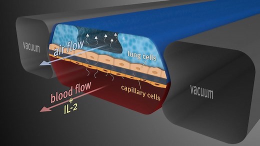 Researchers mimic pulmonary edema in Lung-on-a-Chip